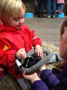 Meeting the Guinea Pigs