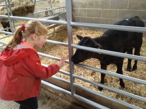 Saying hello to a calf