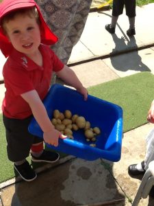 Nursery pupil carries bucket full of potatoes