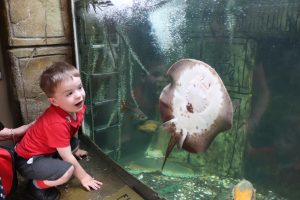 Ilkley Nursery child smiles at seeing a sting ray swim past at Tropical World